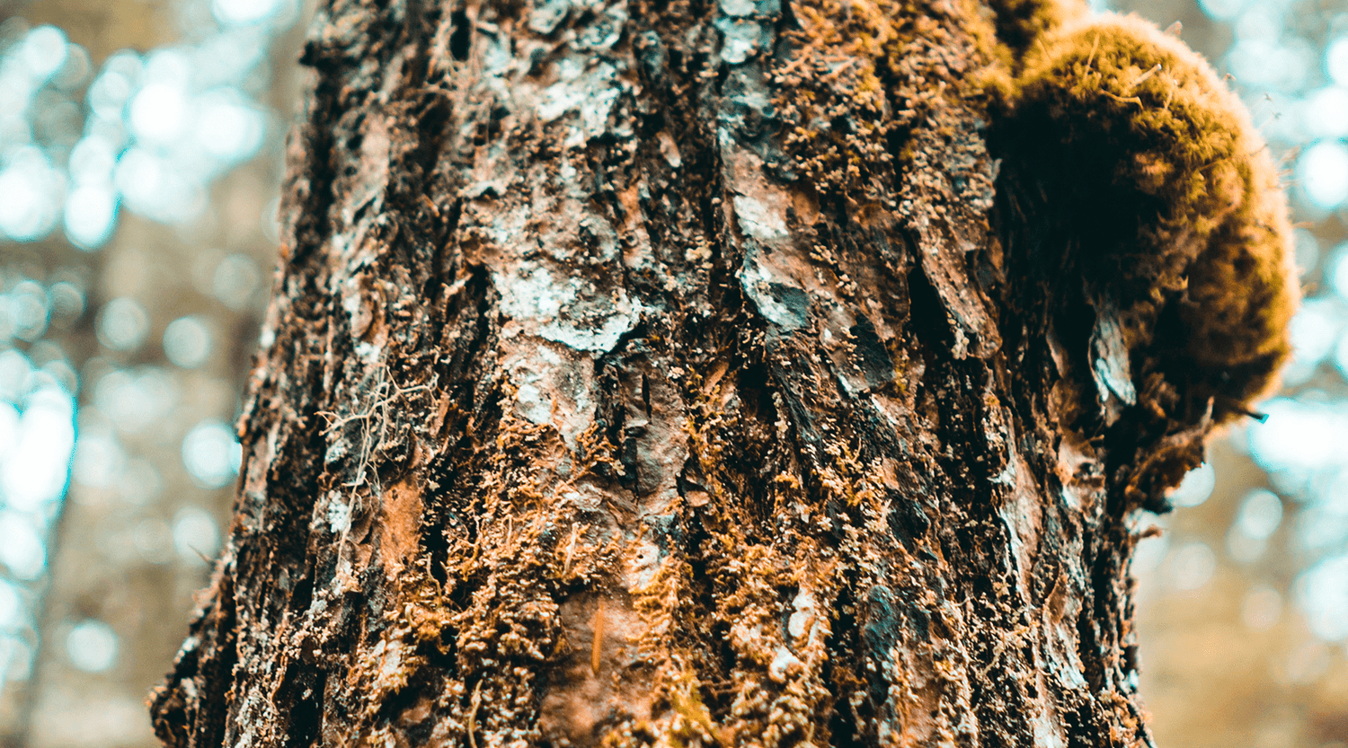 Como o Picnogenol pode fazer maravilhas na sua pele em apenas 12 semanas - Rejuv Clinical